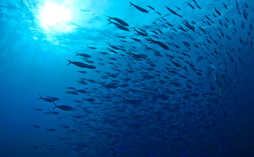 Veszélyesen elsavasodhatnak az óceánok