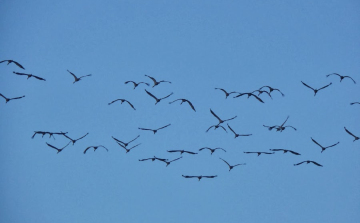 Ismét darvadozást rendeznek a Szegedi Fehér-tónál