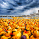 52.000 kacsa úszott a Dunán