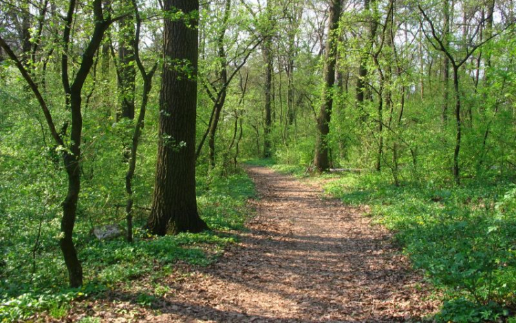 Nem bünteti Brüsszel a magyar erdőgazdálkodást 