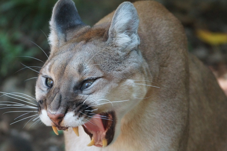 Egy puma karmai közül mentette meg kisfiát egy anya Kaliforniában