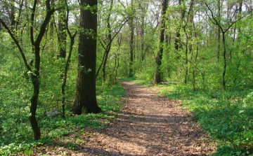 Nem bünteti Brüsszel a magyar erdőgazdálkodást 