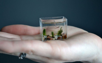 Akváriumot lopott, majd visszament halat venni bele