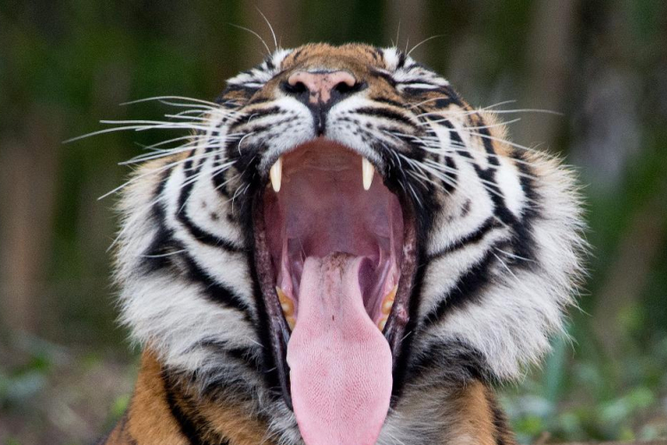 Helikopterrel keresnek egy tigrist Párizs közelében